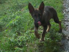 Elevage De Bergers Allemands Achat De Chiots à La Ferrière